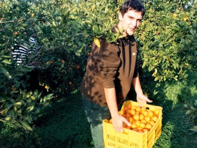 Bez mladih ljudi teško je zamisliti branje mandarina u Neretvi