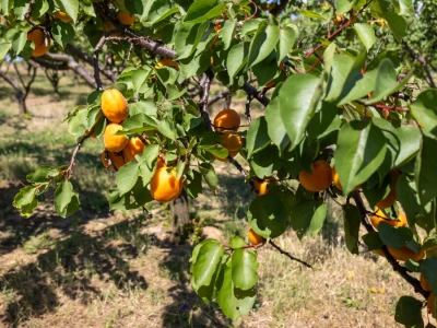 Berba marelica