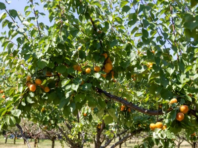Berba marelica