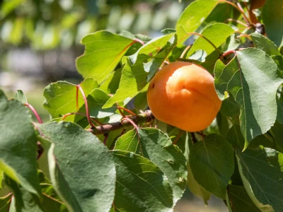 Berba marelica