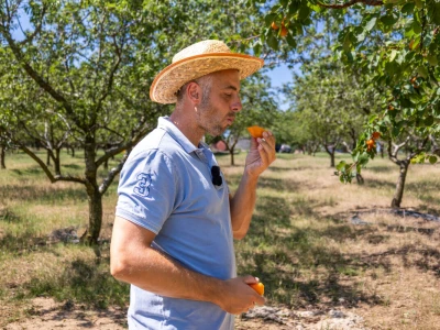 Berba marelica