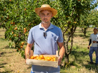Berba marelica