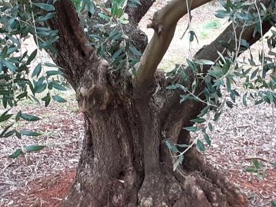 Berba maslina