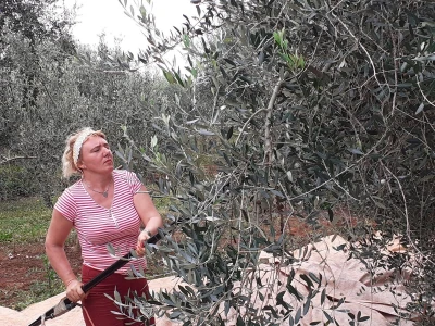 Berba maslina