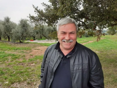 Berba maslina