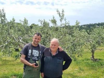 Berba maslina u Bolu spojila slavonsko srce i brački kamen