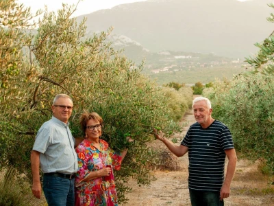 Berba maslina u Šestanovcu