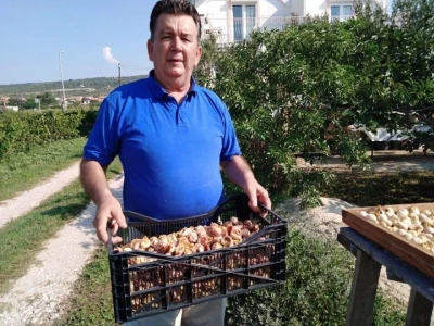 BERBA SMOKAVA - Od Savudrije do Prevlake: Urod smokava podbacio za više od 50 posto!