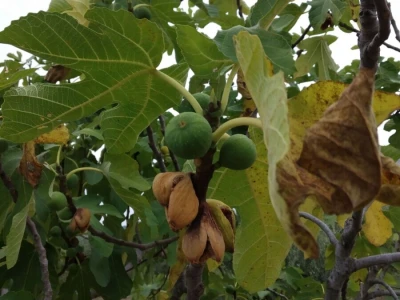 BERBA SMOKAVA - Od Savudrije do Prevlake: Urod smokava podbacio za više od 50 posto!