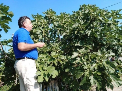 BERBA SMOKAVA - Od Savudrije do Prevlake: Urod smokava podbacio za više od 50 posto!