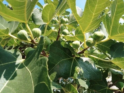 BERBA SMOKAVA - Od Savudrije do Prevlake: Urod smokava podbacio za više od 50 posto!
