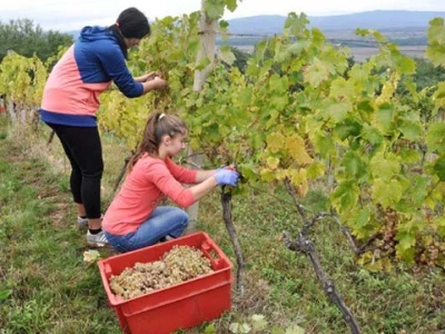 Berba školskih vinograda
