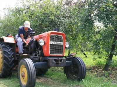 Berba višanja