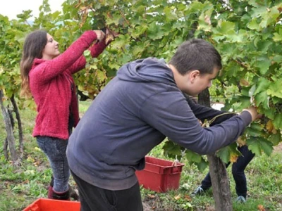 Učenici rade sve poslove osim prskanja vinograda