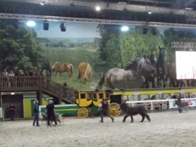 Izložba i ocjena stoke