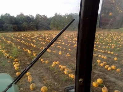 Pogled iz traktora tijekom berbe