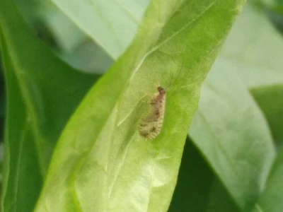 Bioraznolikost nisu samo bubamare i pčele