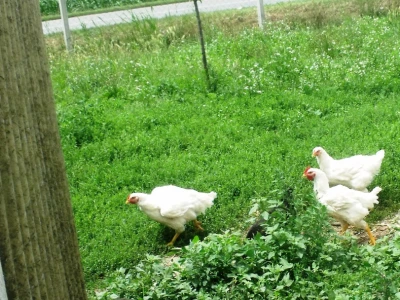 seljačko domaćinstvo Ana
