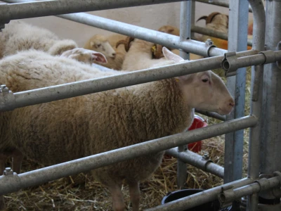 Iložba ovaca