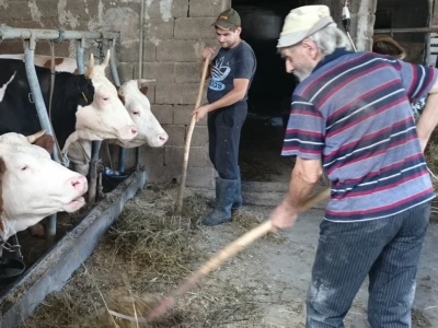 Dragan i Petar hrane krave