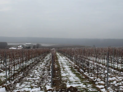 Blagdan sv. Vinka pokušalište u Mandićevcu FAZOS