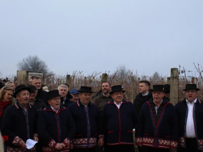 Blagdan sv. Vinka pokušalište u Mandićevcu FAZOS