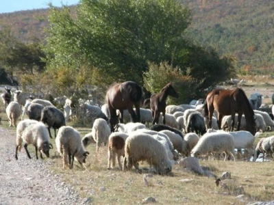 Blago na planini Kamešnici (Bili brig)