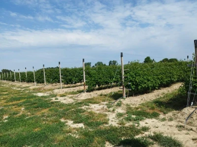 Bočkinac bobice - maline, borovnice
