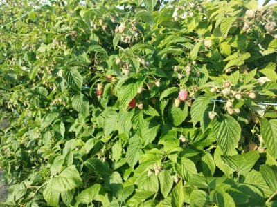 Bočkinac bobice - maline, borovnice
