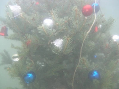 Jelka je sedam metara ispod površine