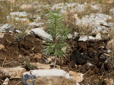 Boranka 2019.