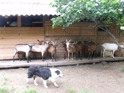 Border collie Željka Kleića