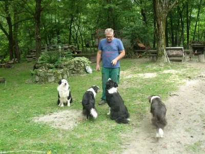 Border collie Željka Kleića