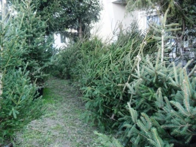 Borovi