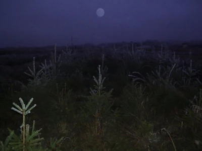 Borovi