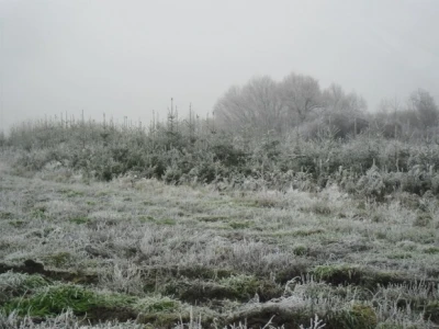 Borovi