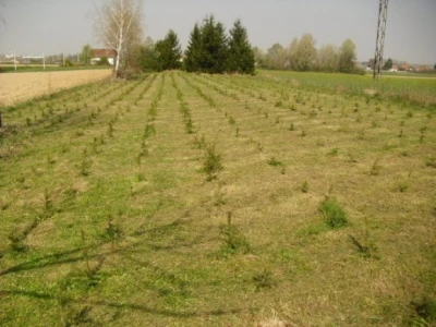 Borovi