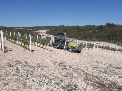 POSLJEDICE TUČE NA STANKOVAČKOM I BENKOVAČKOM PODRUČJU - Vinogradar Božo Bačić u 40 minuta ostao bez 350 tisuća kuna!