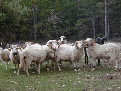 Brački ovnovi na stočnom sajmu Gažul 2014