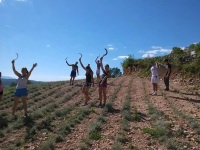 Branje smilja u okolici Posušja