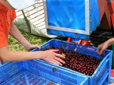 Poljska višnja