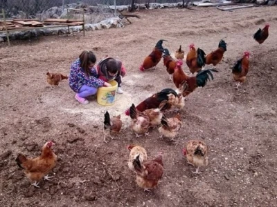Branimirova djeca uživaju na farmi koka hrvatica, hraneći ih