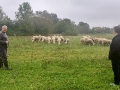 Branko i Viktorija sa stadom ovaca
