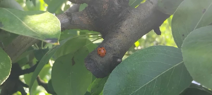 bubamara na stablu