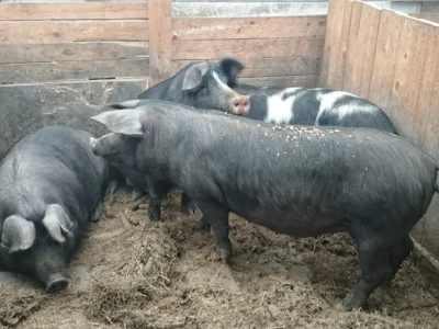 OPG Bubić, Pivare