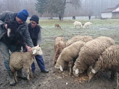 OPG Bubić, Pivare