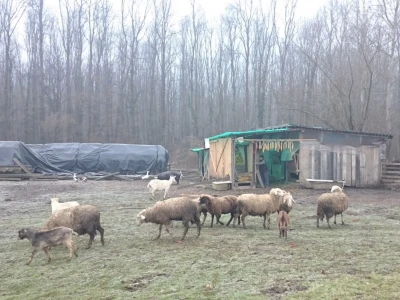 OPG Bubić, Pivare
