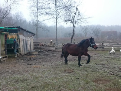 OPG Bubić, Pivare