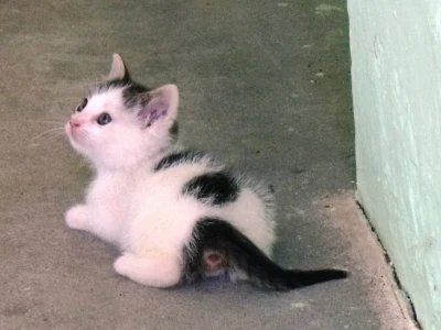 Zadružna kuća i dom Ivice Ćosića Bukvina