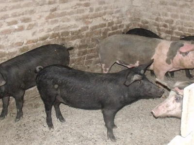 Zadružna kuća i dom Ivice Ćosića Bukvina